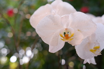 beautiful white orchid flower in nature
