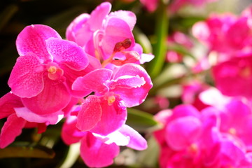 close up pink orchid flower
