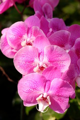 Obraz premium close up pink orchid flower