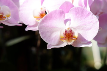 close up orchid flower in nature background
