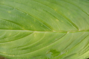 closeup of green leaf