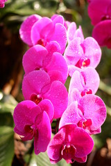 close up orchid flower