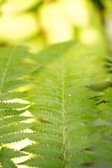 close up green life background