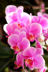 Fototapeta na wymiar close up orchid flower