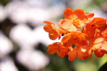 close up orchid flower in garden
