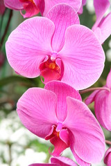 close up pink orchid flower in nature