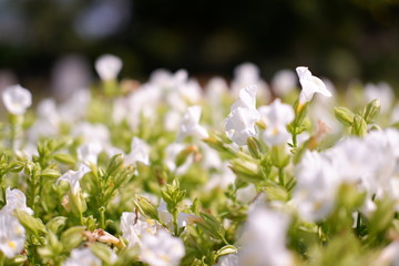 white flower in garden background