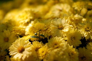 close up yellow flower background