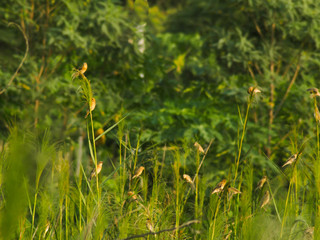 sparrows Birds on green tall grass leaf of the Meadow  nature forest