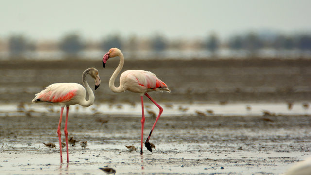 Pair of Greater Flamingoes on a backwater / seascape