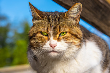 Obraz premium Portrait of a cat with green eyes close up