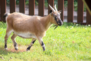 Cute goat on farm