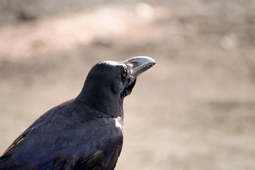 looking crow in park blur background