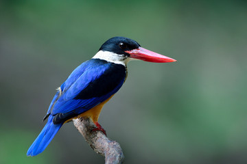 beautiful blue back white throat black head and red bills perching on wooden branch over fine green in low lighting background, Black-capped kingfisher (Halcyon pileata)