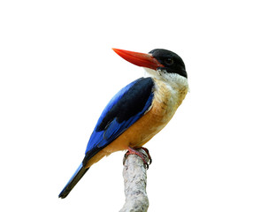Beautiful red beak with blue wings and white throat percing on wooden branch isolated on white background, Black-capped kingfisher (Halcyon pileata)