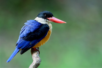 Black-capped kingfisher (Halcyon pileata) beautiful blue wings brown belly white throat black head and red bills with puffy feathers, Lovely chubby bird