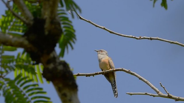 Plaintive cuckoo,full hd video.
Cute cuckoo perching on tall tree calling for pair and flying out.
