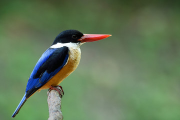 Lonly blue bird with black head and red bills happy sitting on wooden stick over blur green background in fine lighting environment, Black-capped kingfisher (Halcyon pileata)