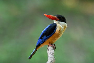 Lovely red beak with blue wings and white throat percing on wooden branch over fine green background, Black-capped kingfisher (Halcyon pileata)