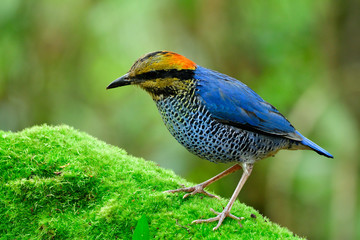 Male of Blue Pitta (Hydrornis cyaneus) fascinatedl blue bird with stripe belly perching green moss in jungle near to his nest area, exotic animal