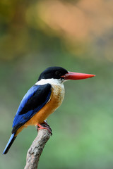 Red beak with blue wings and white throat percing on wooden branch over fine green background and warm morning sunlight, Black-capped kingfisher (Halcyon pileata)
