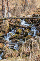 bed of a mountain stream and trees in the forest on a rocky slope, Altai, Russia