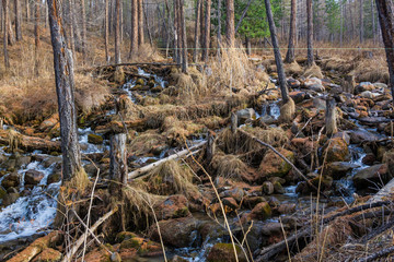 bed of a mountain stream and trees in the forest on a rocky slope, Altai, Russia