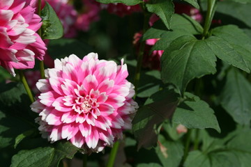 Obraz premium Dahlie