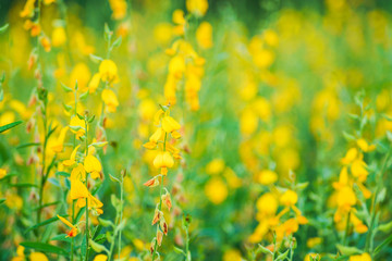 Yellow flowers of yellow sunhemp