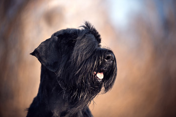 Portrait of a black bearded dog breed riesenschnauzer in the woods.