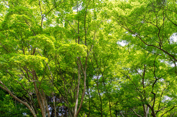 新緑のもみじ