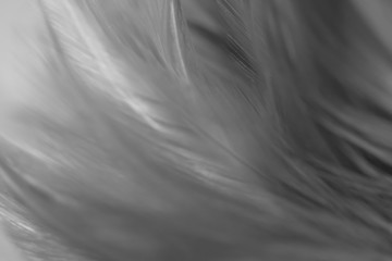 Blur Bird chickens feather texture for background, Fantasy, Abstract, soft color of art design.