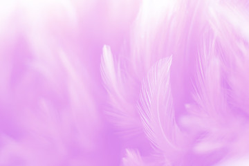 Blur Bird chickens feather texture for background, Fantasy, Abstract, soft color of art design.