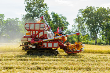 Combine harvester Working on rice field. Harvesting is the process of gathering a ripe crop