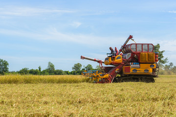 Fototapeta premium Combine harvester Working on rice field. Harvesting is the process of gathering a ripe crop
