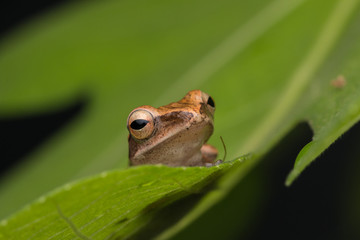 Beautiful Frog at Borneo, Frog