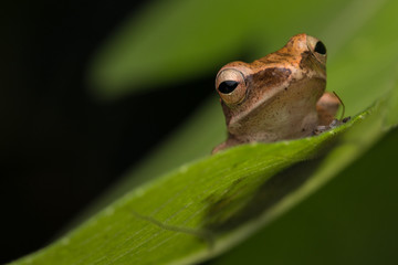 Beautiful Frog at Borneo, Frog