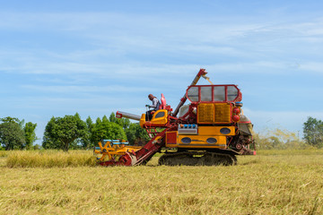 Combine harvester Working on rice field. Harvesting is the process of gathering a ripe crop