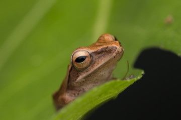 Beautiful Frog at Borneo, Frog