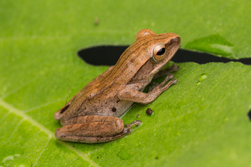 Beautiful Frog at Borneo, Frog