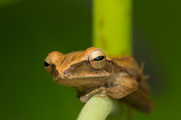 Beautiful Frog at Borneo, Frog