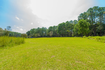 landscape Pine Forest with a blue sky and white clouds in the spring afternoon