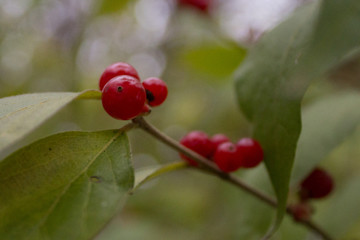 Fototapeta premium Holly berries with leaves