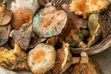 Pine trees mushrooms (Lactarius deliciosus) (Cintar mushroom)
