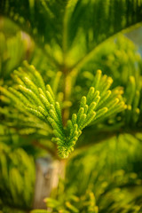 Closeup of Pine trees