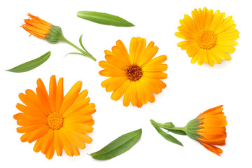 marigold flowers with green leaf isolated on white background. calendula flower. top view