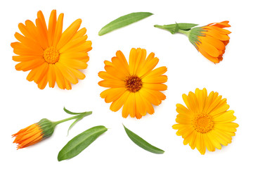 marigold flowers with green leaf isolated on white background. calendula flower. top view - obrazy, fototapety, plakaty