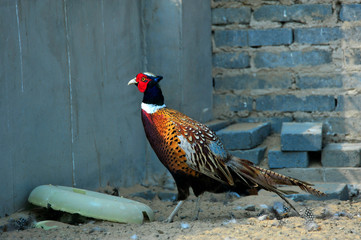 pheasant