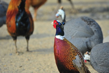 pheasant