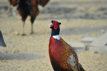 pheasant
